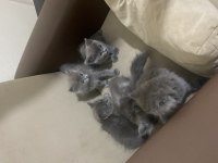 British Longhair Ve Shorthair
