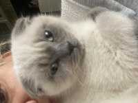 Scottish fold evimi taşımak zorunda olduğum için