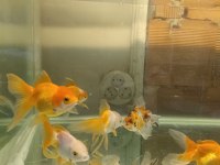 Oranda aslan bas japon balığı