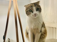 Sahiplendirmek scottish fold kedimizi