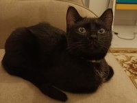 Kedimiz zeytin kızımız sahiplendirilecektir