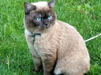 2 aylık British Shorthair Yavru Kediler