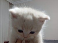 3 Nisan doğumlu erkek british shorthair