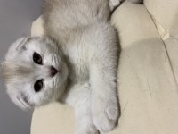 Yavru scottish fold