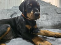 Teslime hazır doberman yavruları