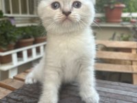 Güzel prensesimiz scottish fold blue point yuva arıyor
