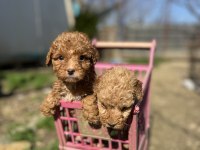 Toy poodle Yavrularımız