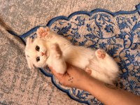Scottish Fold Longhair