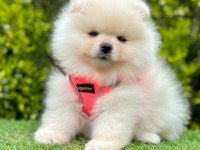Safkan Pomeranian Boo Bebekler
