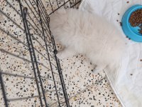Pomeranian Boo Erkek Ve Dişi Yavrularımız