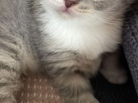 Scottish fold yavrular