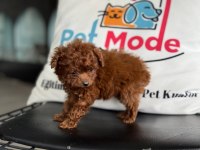Petmode köpek çiftliğinden tea cup poodle