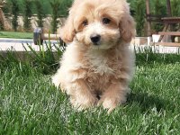Zeki ve Tüy Dökmeyen Karakteriyle Maltipoo Yavruları