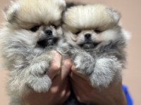 Petmode köpek çiftliğinden teddy pomeranin boo