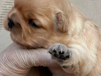 Fluffy french bulldog