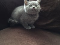 BRİTİSH SHORTHAİR YAVRU KEDİLER