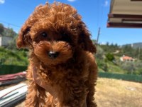 Toy poodle yavrularımız