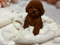 KORE POODLE YAVRULAR