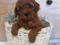 EFSANE TOY POODLE YAVRULARI