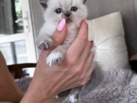 Scottish fold ve straight yavrular