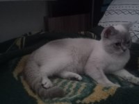 British shorthair 1 yaşında