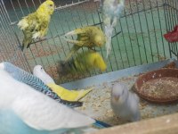 Yavru alıştırmalik konusturmalik muhabbet kuşlar