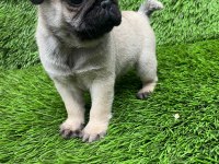 PUG MOPS MUHTEŞEM PUG GÜZELLER