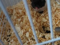 6 adet hamster