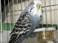 Jumbo Erkek İri Yerli Dişi Çift Renkleri Çok Güzel Muhabbet