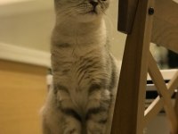 British shorthair anne oğul