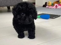 Nadir Renk Toy Poodle