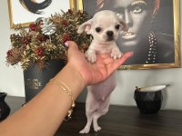 Chihuahua elma kafa ped eğitimi var 58 günlük