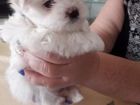 Maltese Terrier Yavrularımız Canlı Görerek Alabilirsiniz