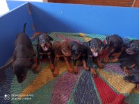 Doberman yavrularım sağlık ve ırk garantilidir