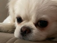 Çiftleştirme için pekinez köpeğimizi