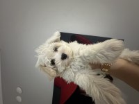Pomeranian boo yavru köpeklerimiz