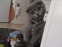 Acil Yuva Scottish Fold Kedimize