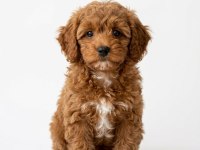 Toy Poodle Erkek Dişi