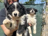 Zeka küpü border collie yavrularım