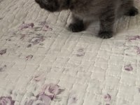 2 aylık dişi british shorthair