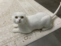 Scottish fold yavrumuza yuva ücretsiz sahiplendirme