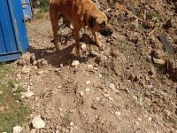 Adamcıl 3 Yaşında Kangal Kopeği