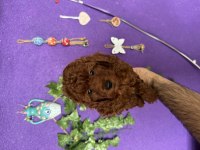 SCRLİ IRK SAĞLIK BOY KG GARANTİLİ DARK RED BROWN POODLE