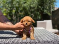 Poodle en mikrosu en özeli benim olsun isteyenlere