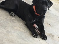 9 aylık cane corso
