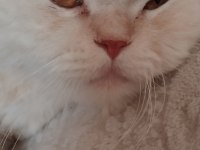 Yetişkin eğitimli kısır british longhair