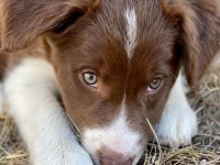 Border collie bebekler teslime hazır