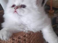 Yakışıklı prens adayı british longhair