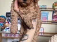 Erkek dişi toy poodle