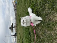 Şecereli British Longhair